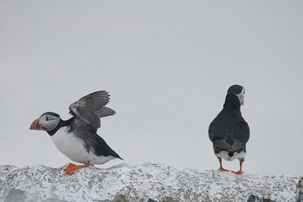 Louise Tickle writes about A world without Puffins in The Guardian